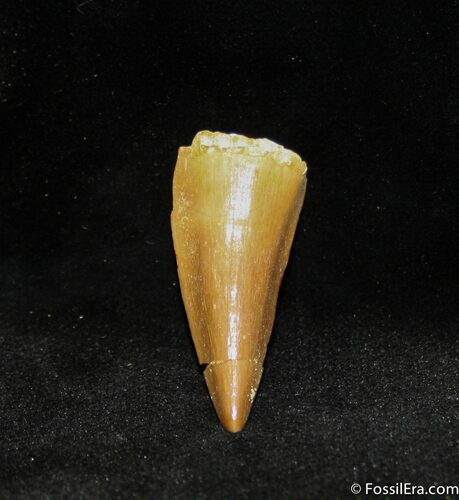Inch Mosasaurus Tooth #1111
